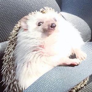 Meet your Posher, Hannah